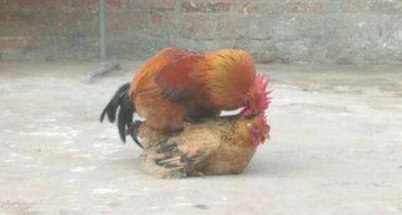 公雞和母雞如何下蛋？人可以和母雞交配么？