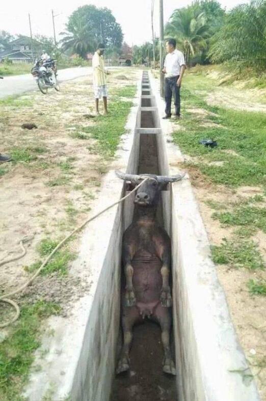 媽賣批的阿三！牛犢子：還好老牛我有犄角，不然他媽廢了...