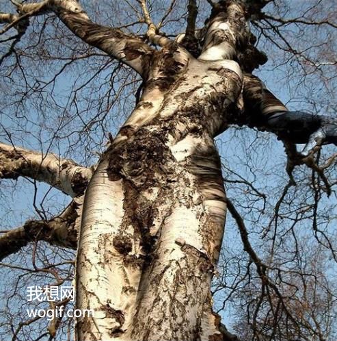 每日一圖：這樹，是女的